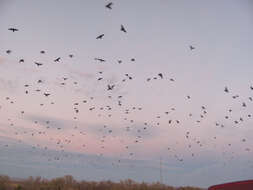 Image of Chihuahuan Raven