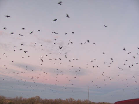 Image of Chihuahuan Raven