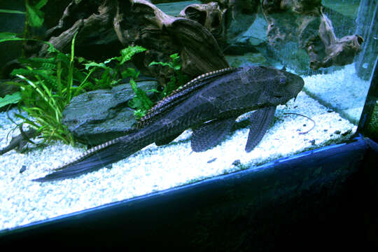 Image of Leopard pleco