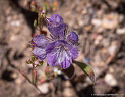 Image of low phacelia