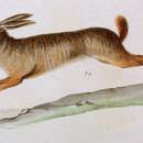 Image de Pronolagus crassicaudatus (I. Geoffroy 1832)