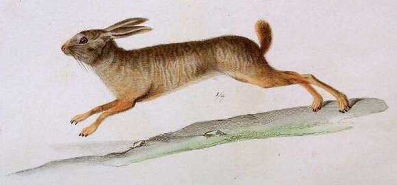 Image of Greater Red Rock Hare