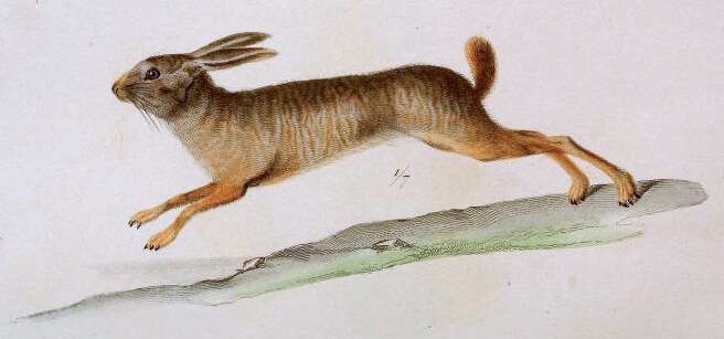 Imagem de Pronolagus crassicaudatus (I. Geoffroy 1832)