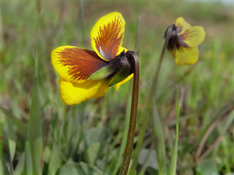 Viola pedunculata Torr. & Gray resmi