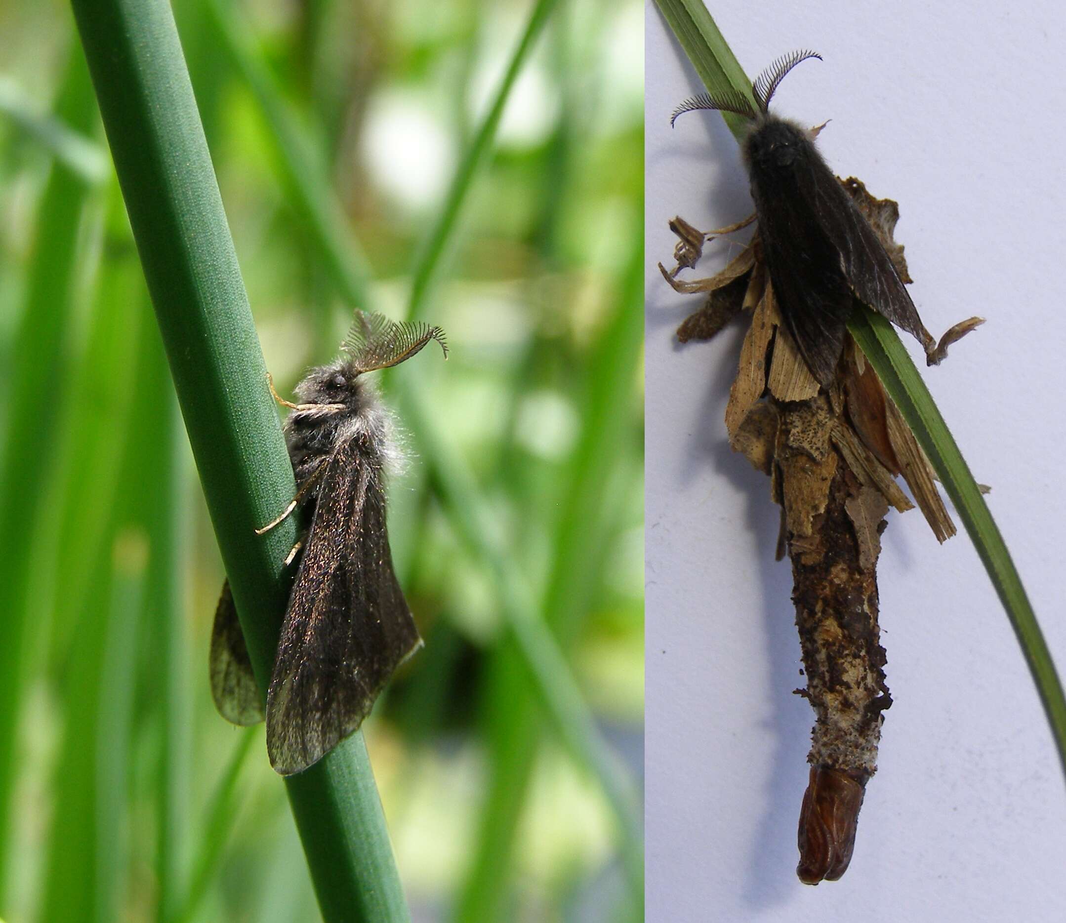 Canephora hirsuta resmi