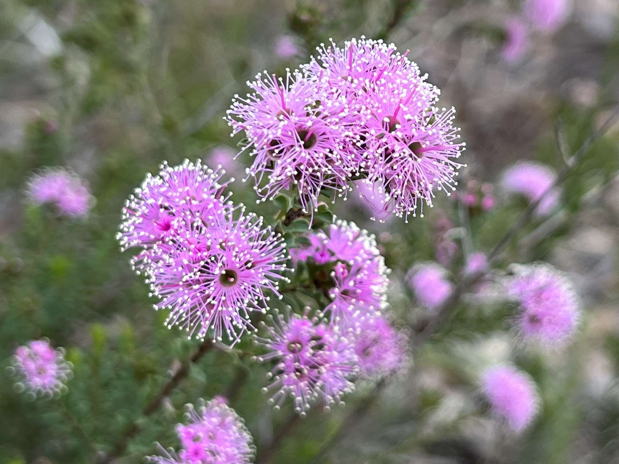 صورة Kunzea capitata subsp. seminuda Toelken