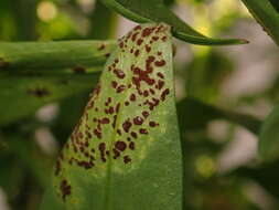 Imagem de Puccinia antirrhini Dietel & Holw. 1897