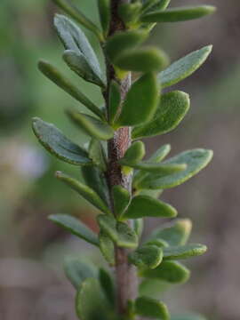 Image of Selago rotundifolia L. fil.