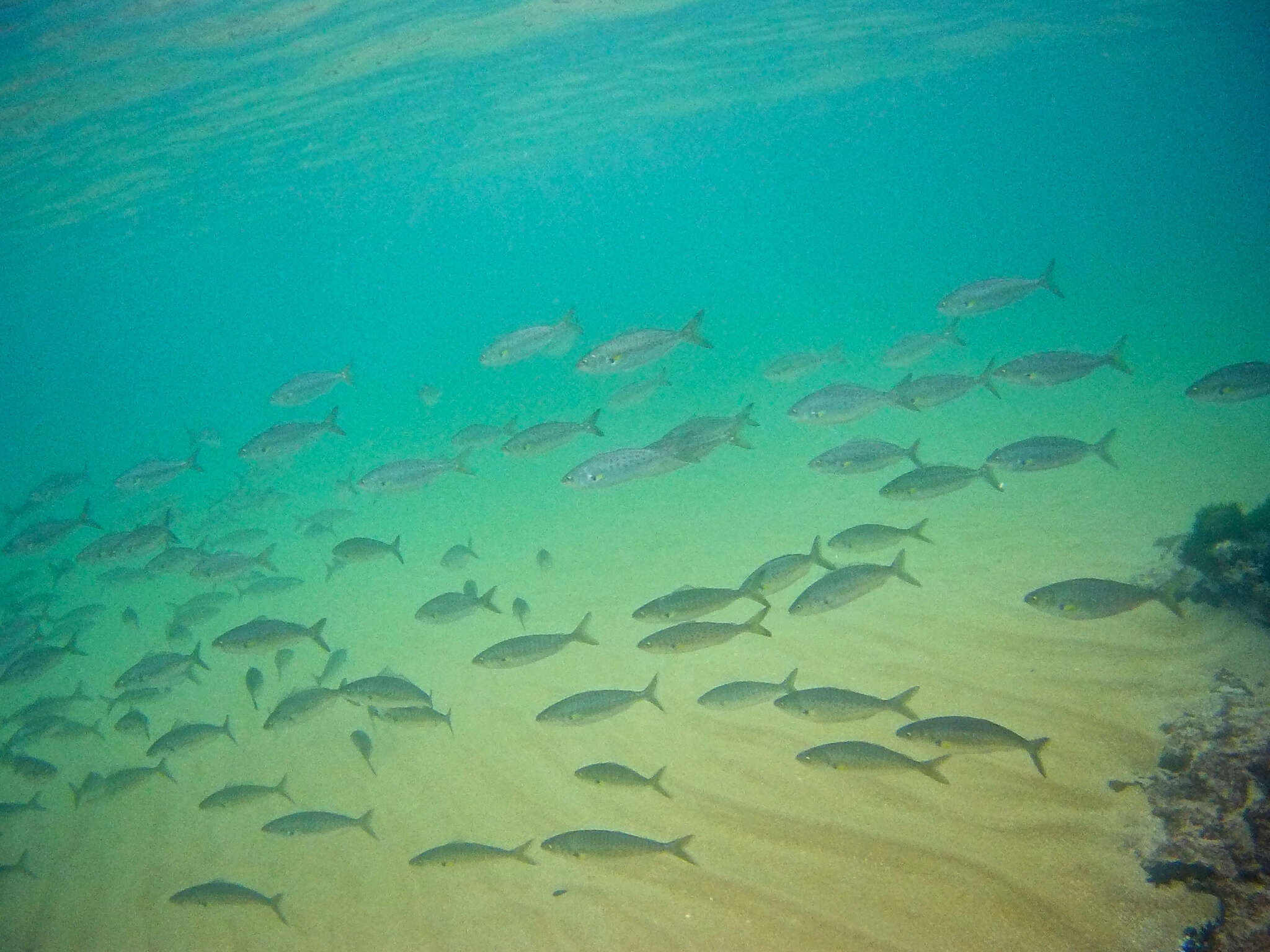 Image of Western Australian salmon