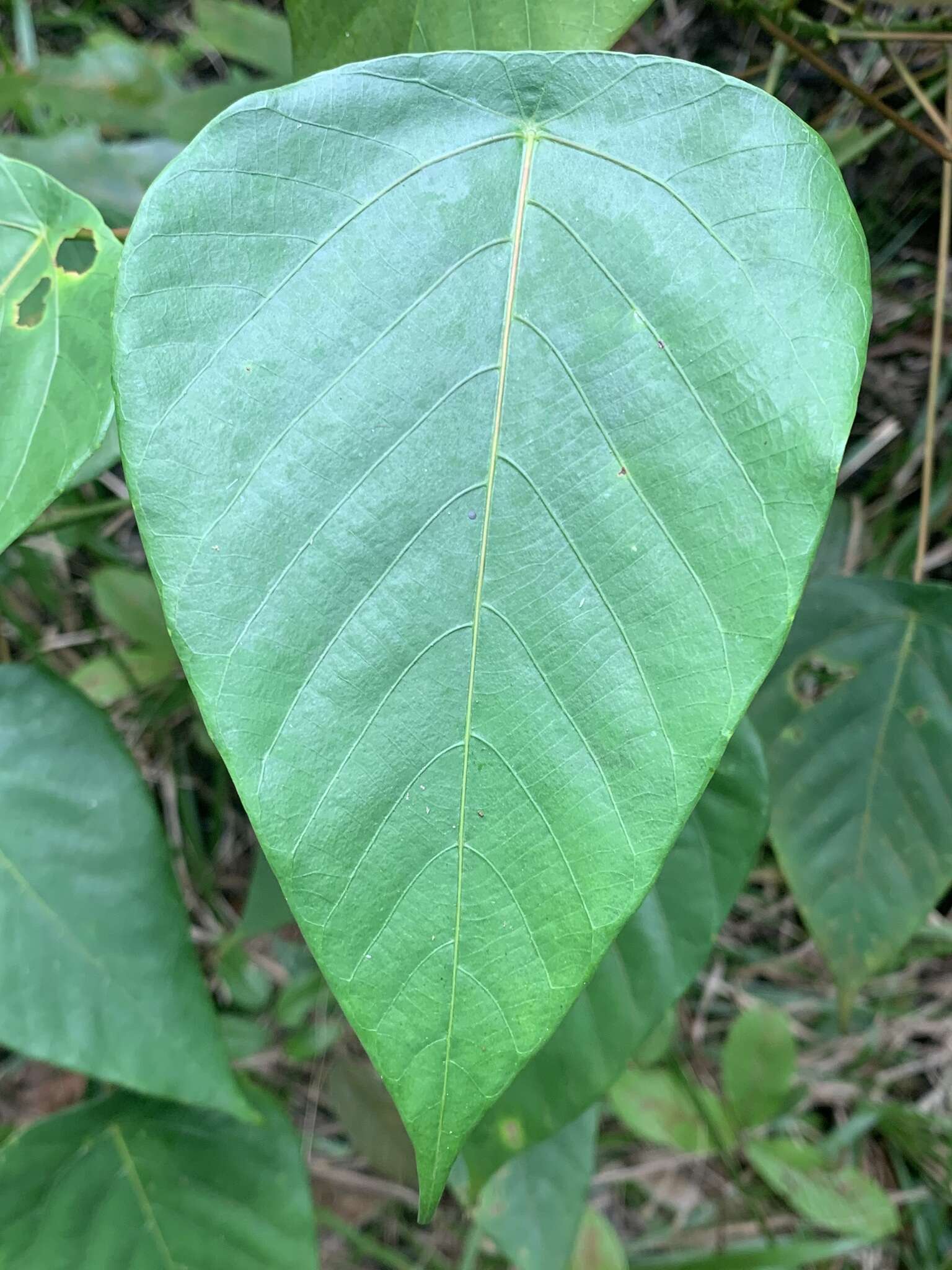 Image of Macaranga hullettii King ex Hook. fil.