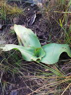 Image of Grassland crinum