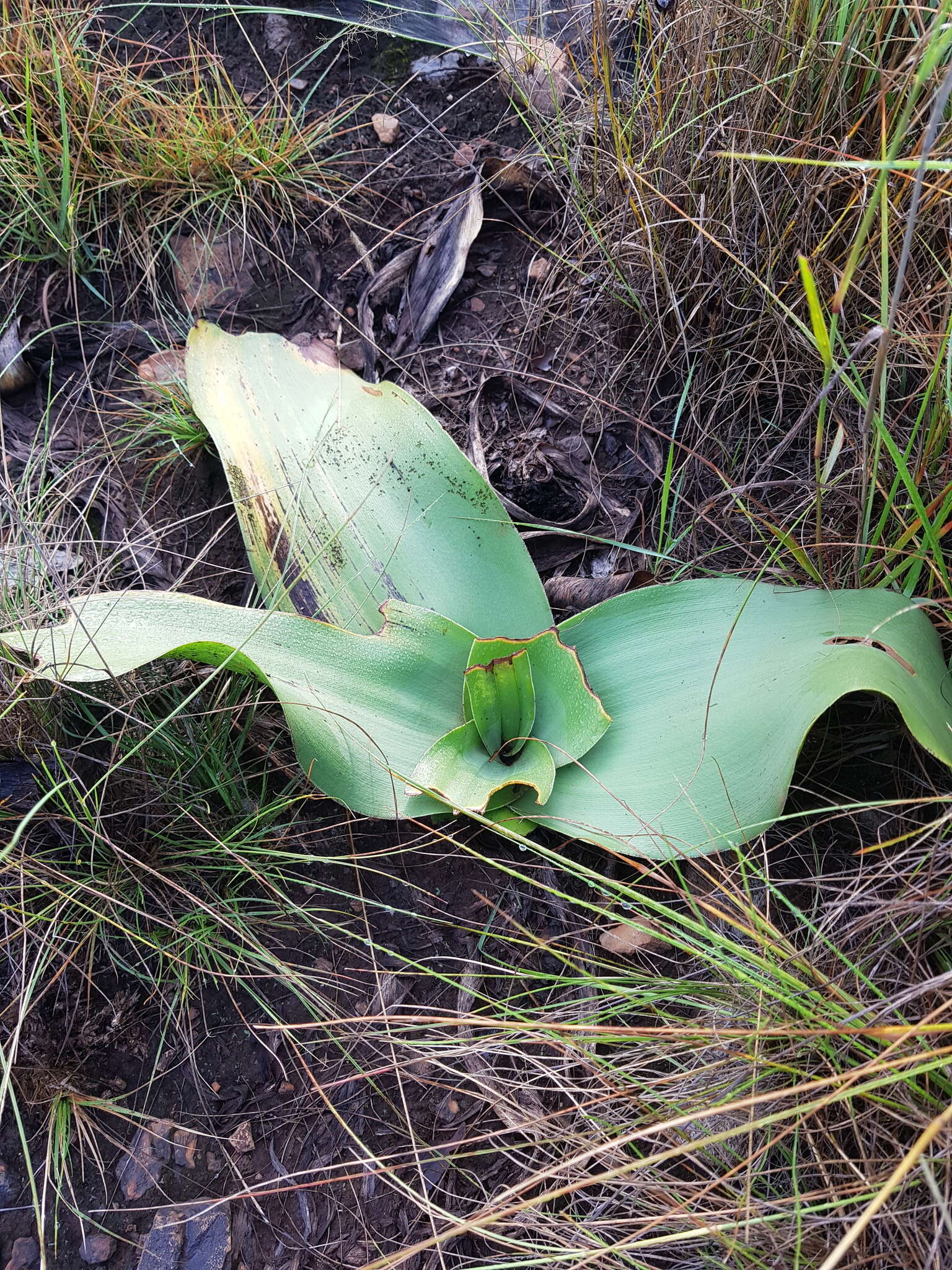 Image of Grassland crinum