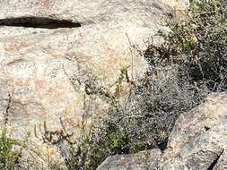 Image of Southern Rock Lizard