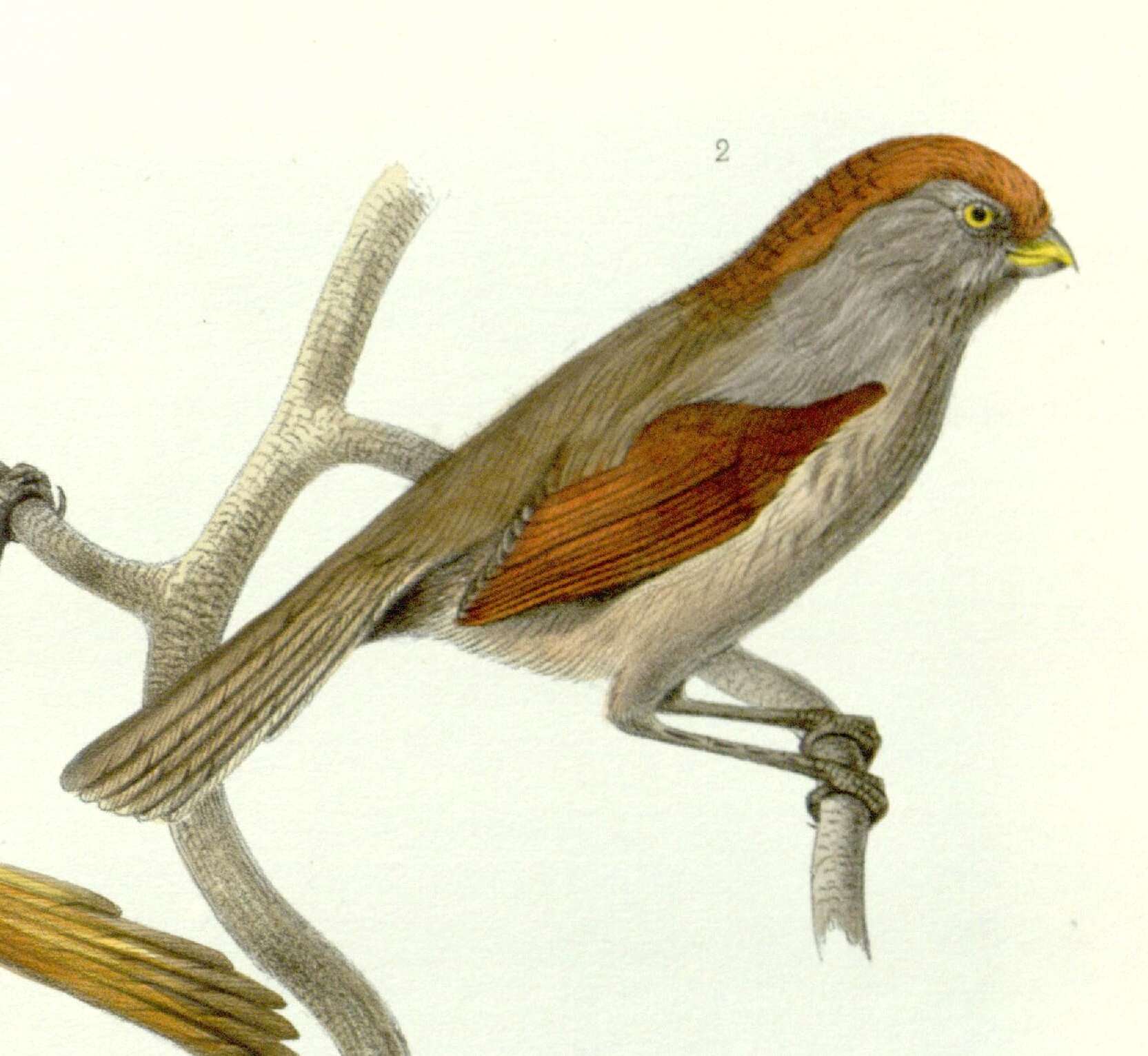 Image of Ashy-throated Parrotbill