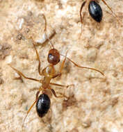 Imagem de Camponotus pilicornis (Roger 1859)