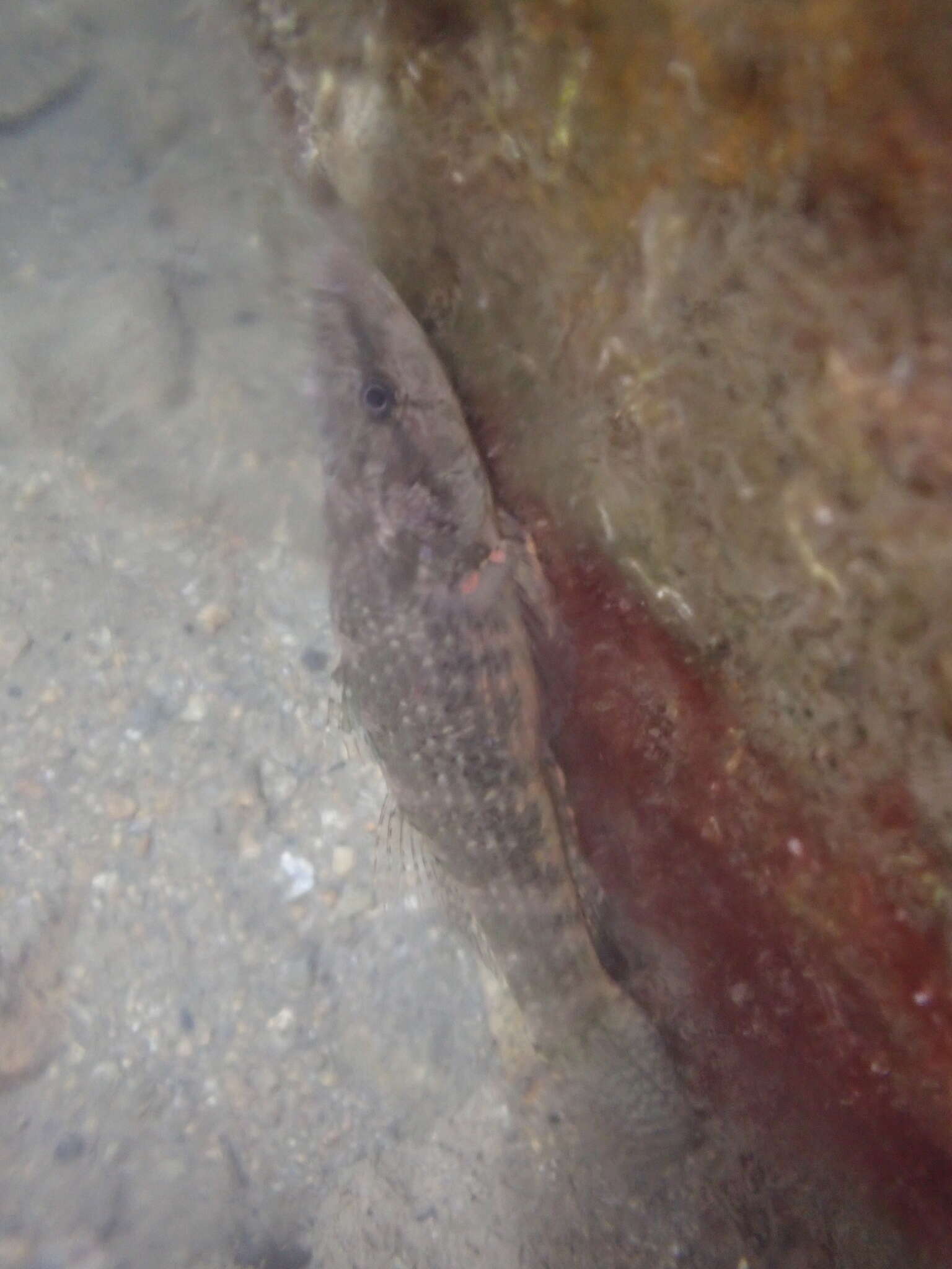 Image of Olive flathead-gudgeon