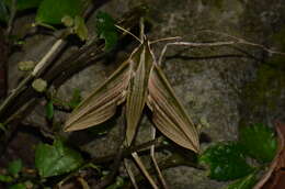 Image de Cechenena lineosa