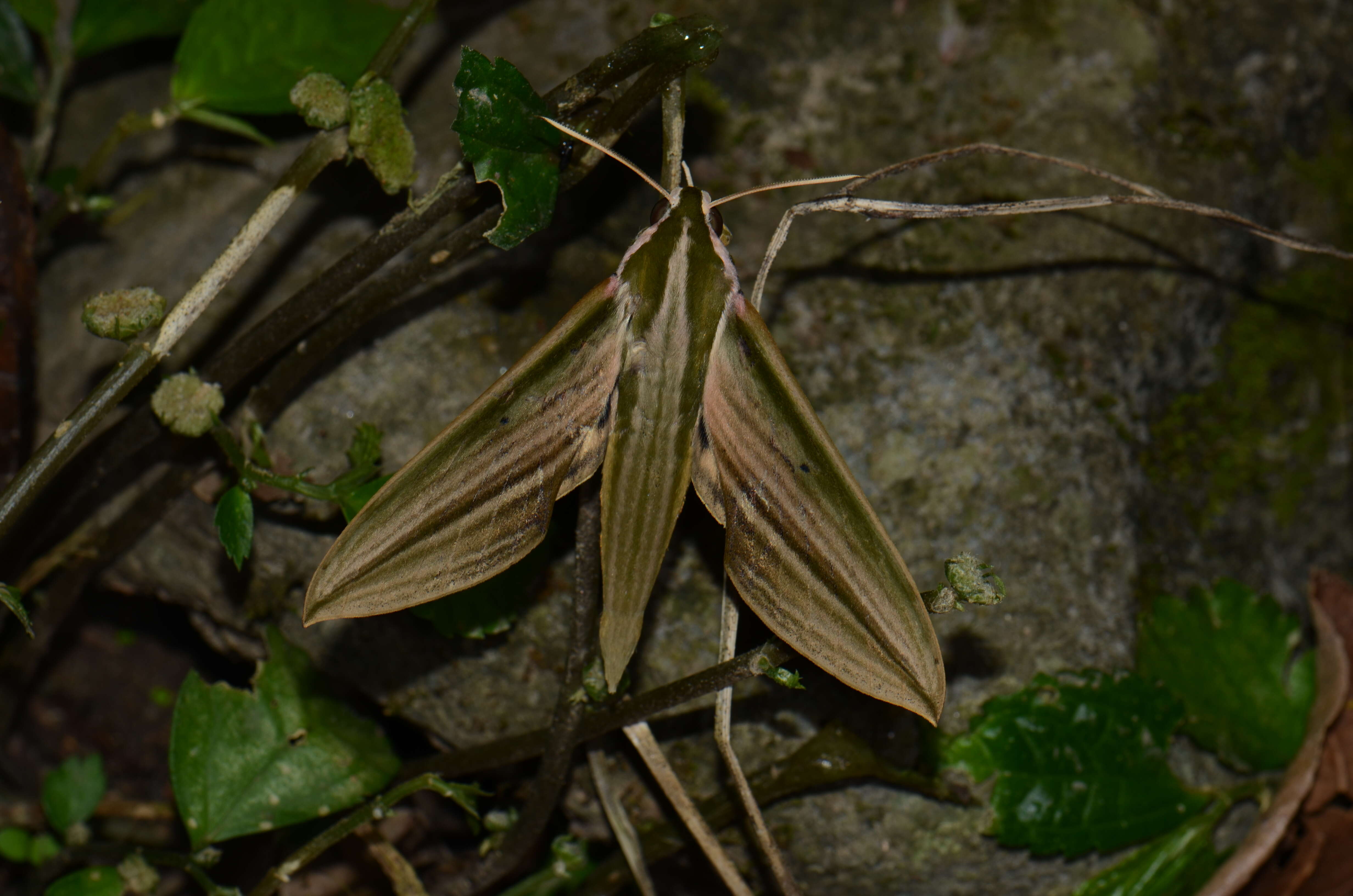 Image de Cechenena lineosa