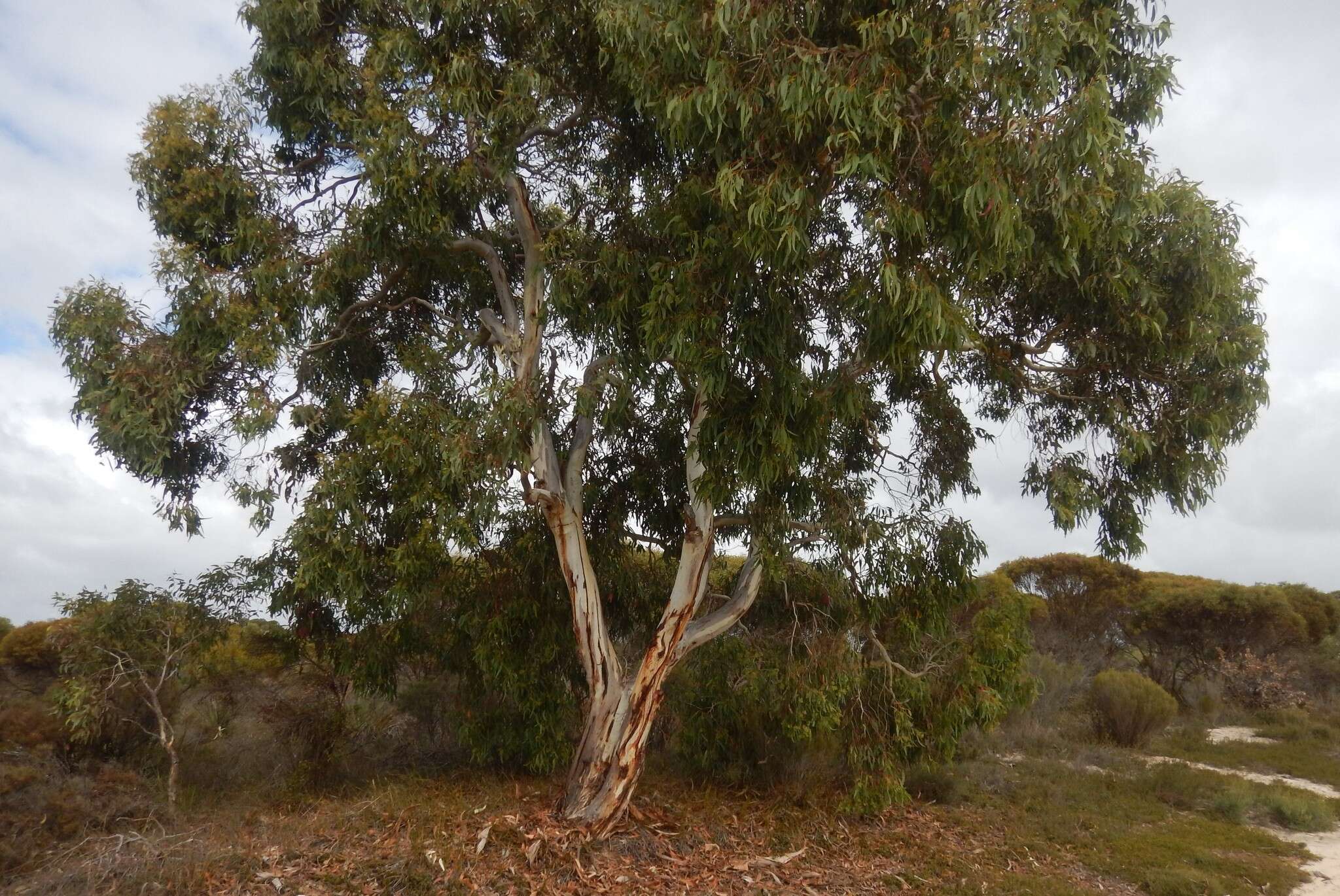 Image of Pink Gum