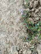 Image of Solanum nitidum Ruiz & Pav.