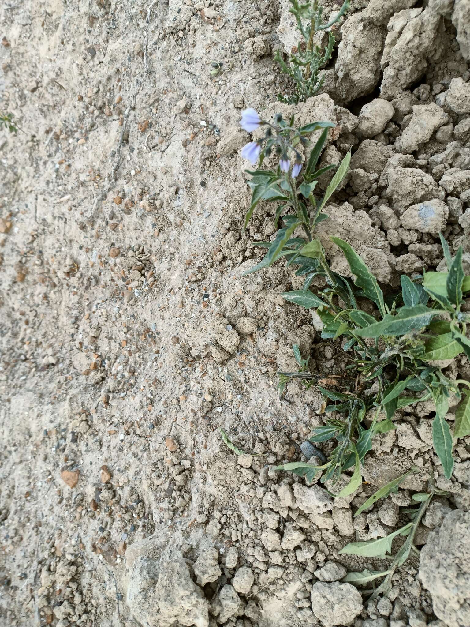 Слика од Solanum nitidum Ruiz & Pav.