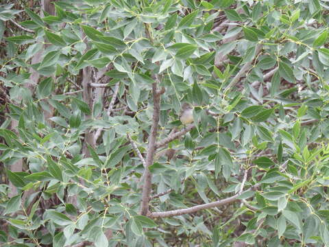 Image of Greater Wagtail-Tyrant