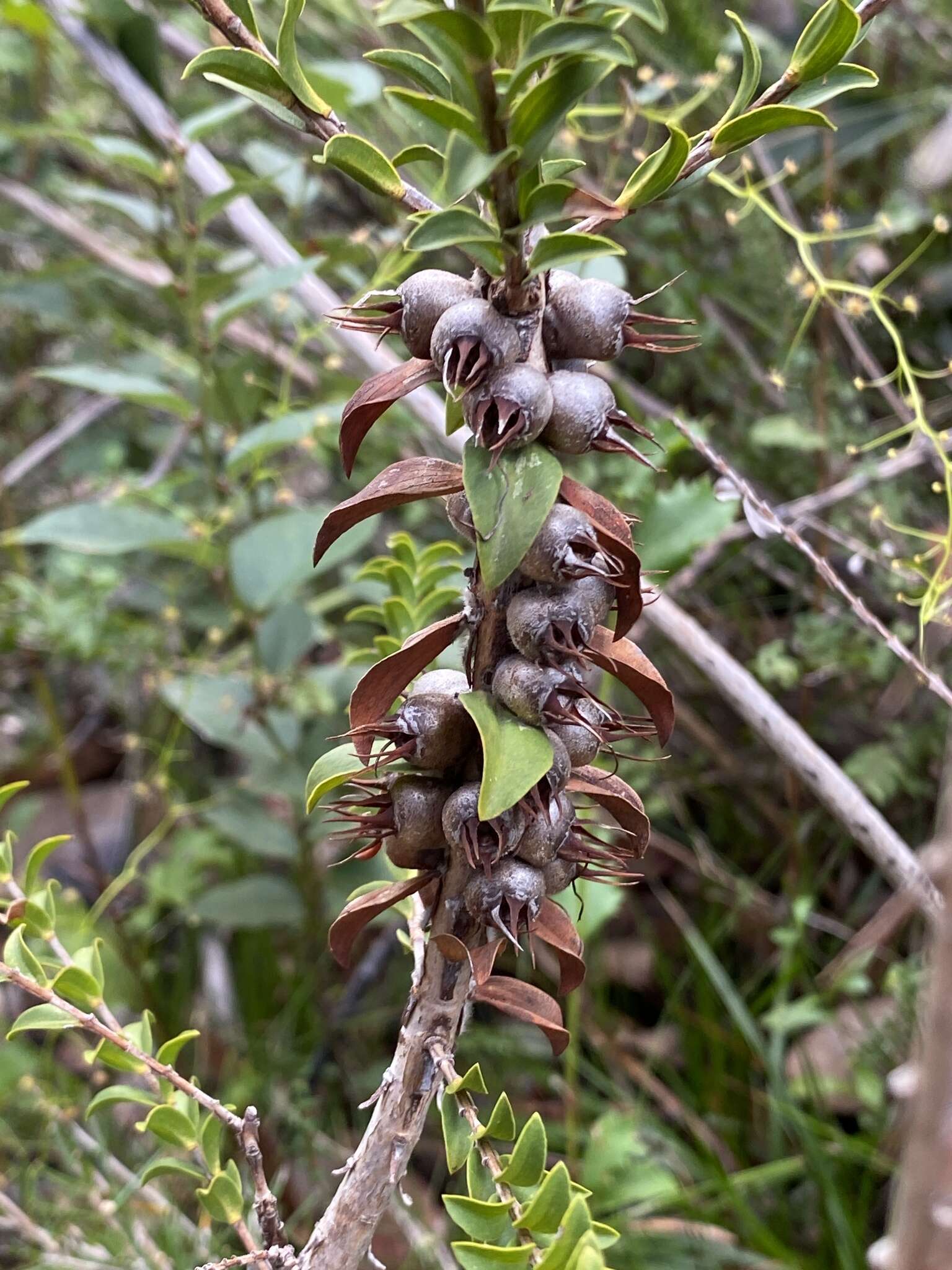 Image of Melaleuca transversa Craven & R. D. Edwards