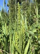 Image of palegreen orchid