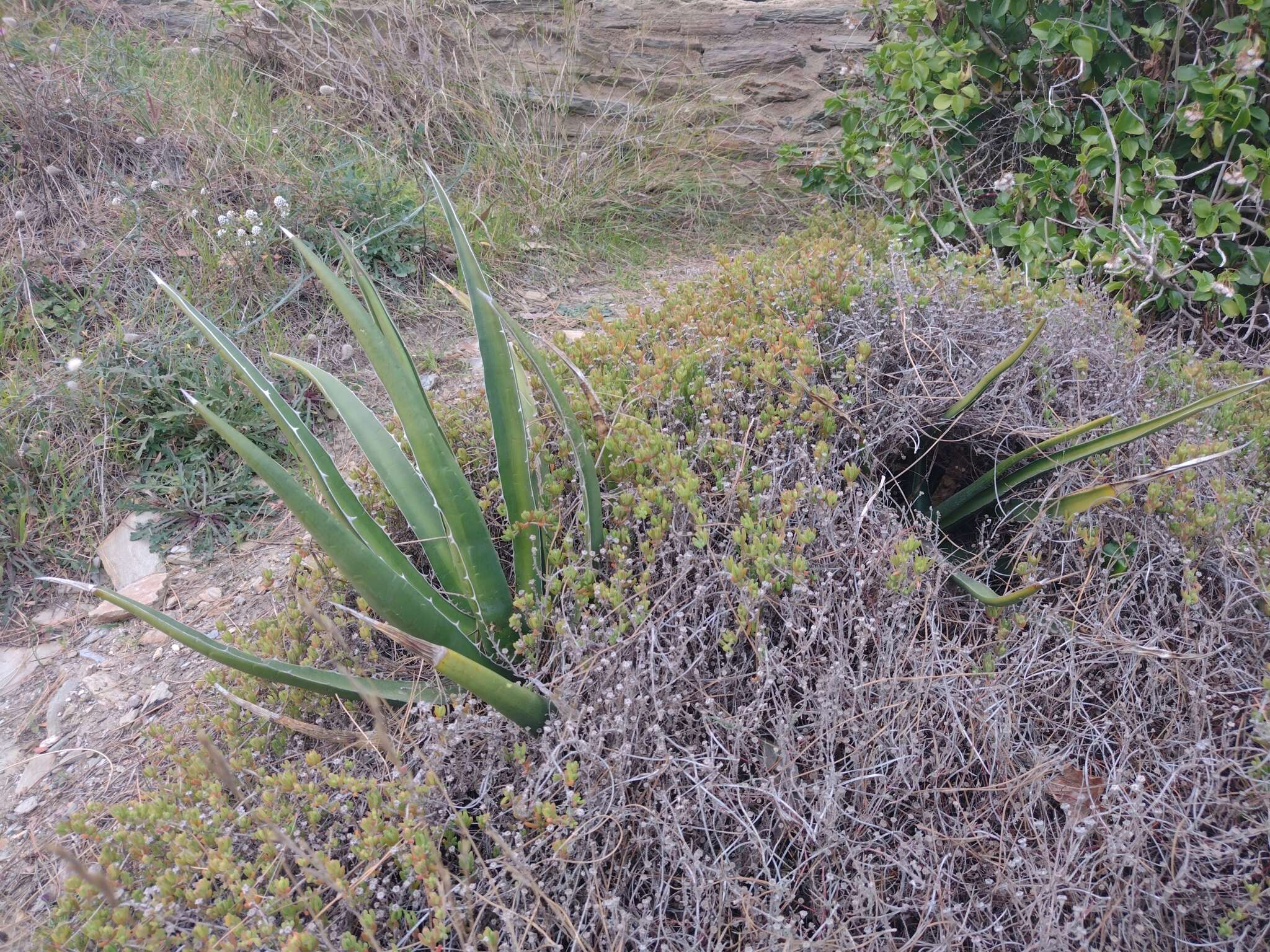 Image of Agave difformis A. Berger