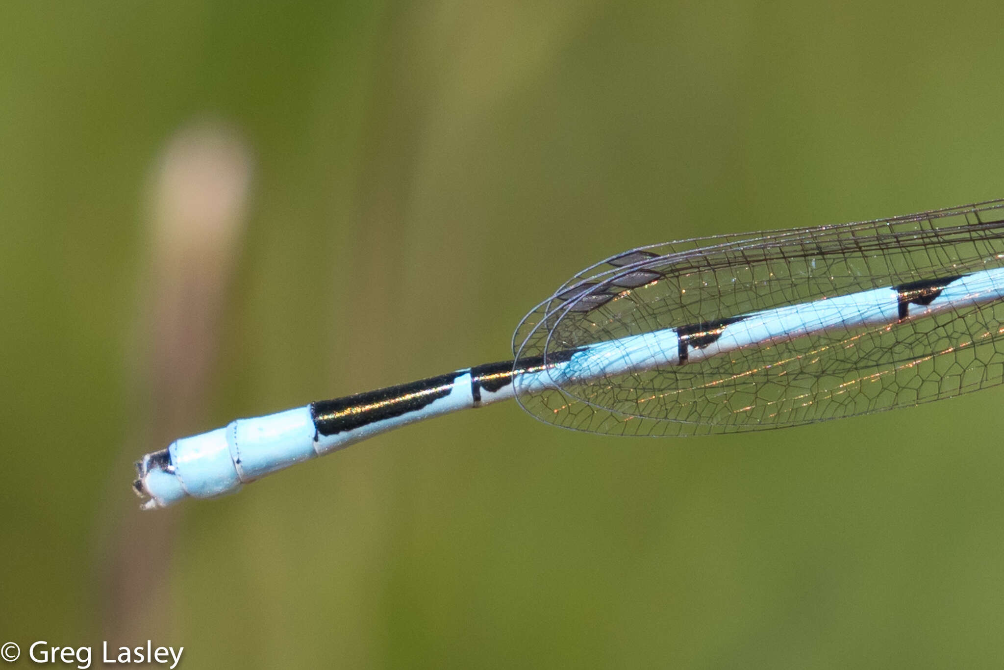 Image of Big Bluet