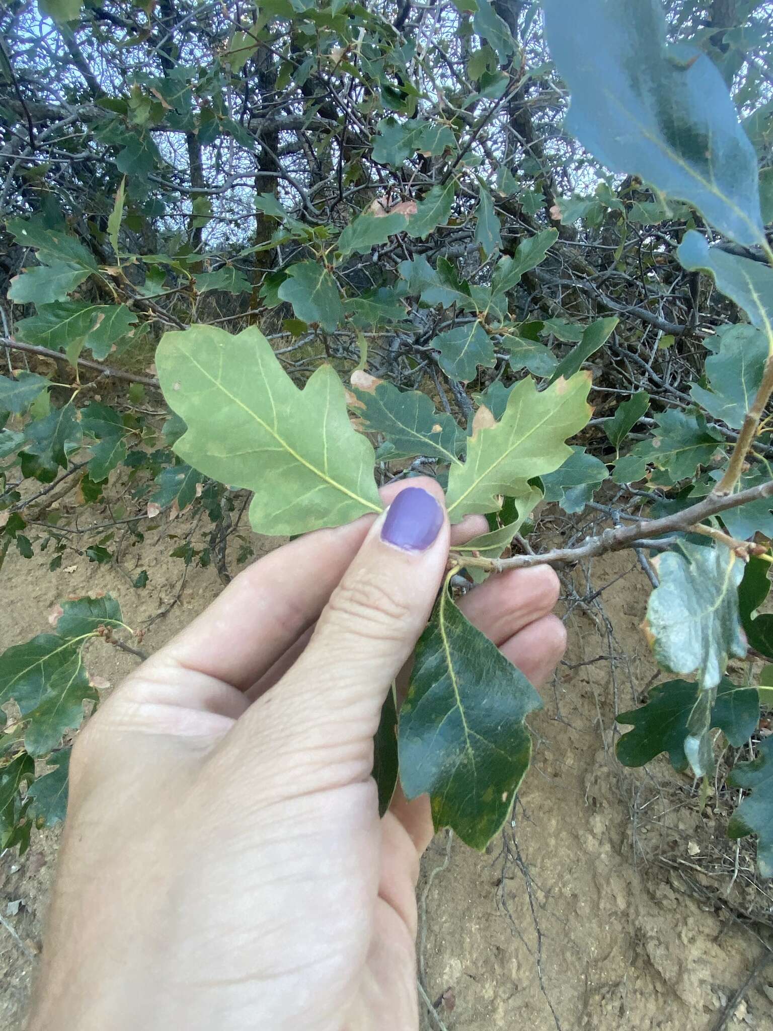 Image of Oregon white oak