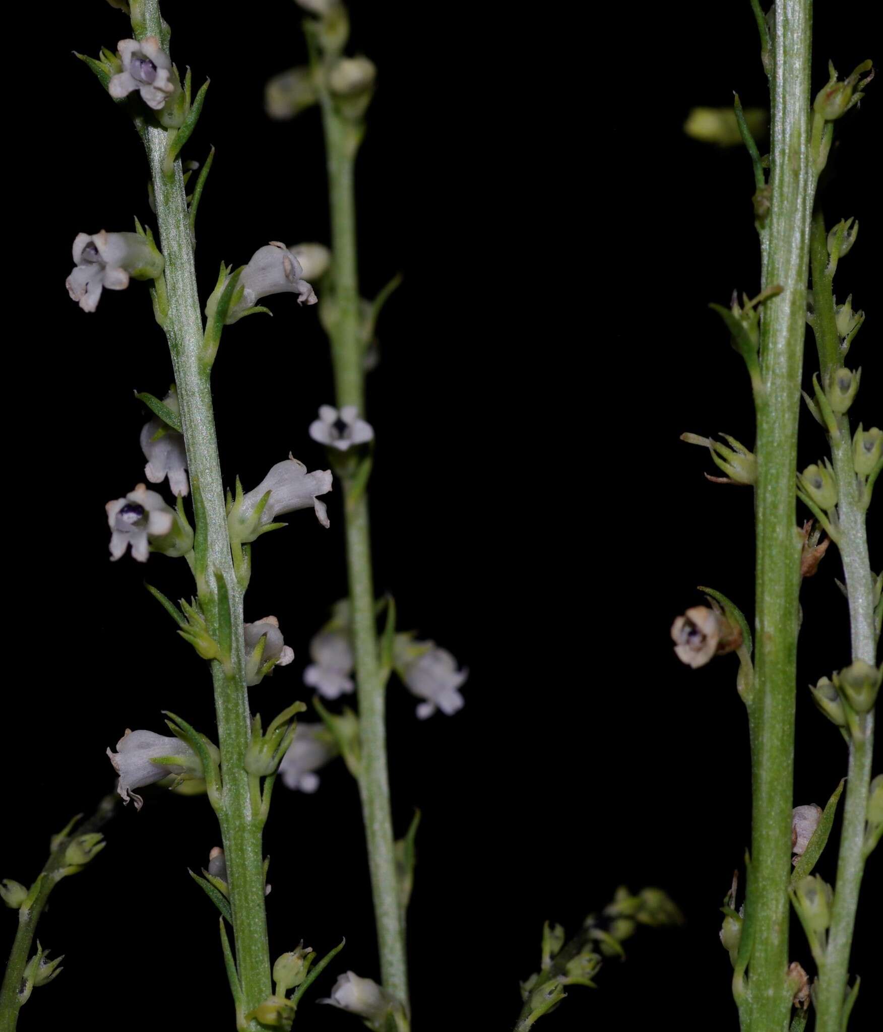 Image de Anarrhinum fruticosum Desf.