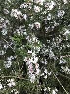 Image de Cyanothamnus anemonifolius subsp. variabilis