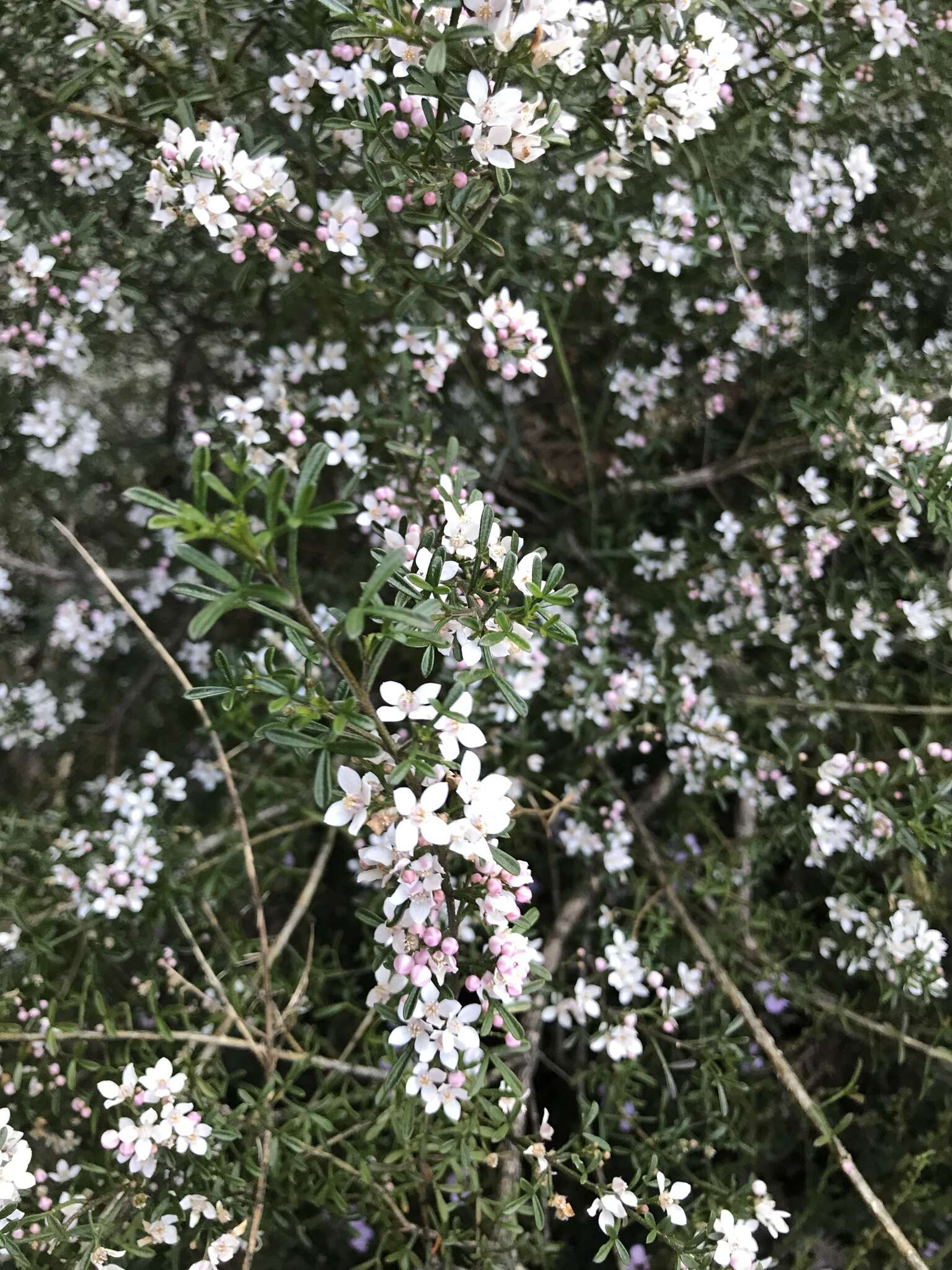 Image of Cyanothamnus anemonifolius subsp. variabilis