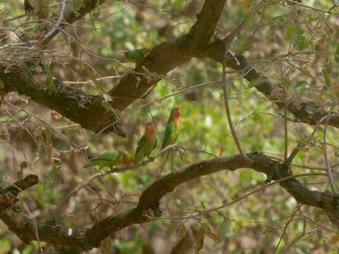 Image of Lilian's Lovebird