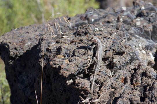 Image of Sceloporus graciosus graciosus Baird & Girard 1852