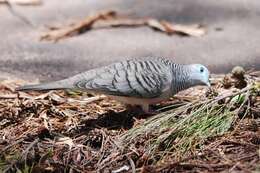 Image of Peaceful Dove