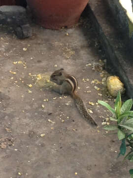 Image of Indian palm squirrel