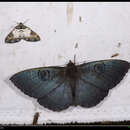 Image of Erebus pilosa Leech 1900