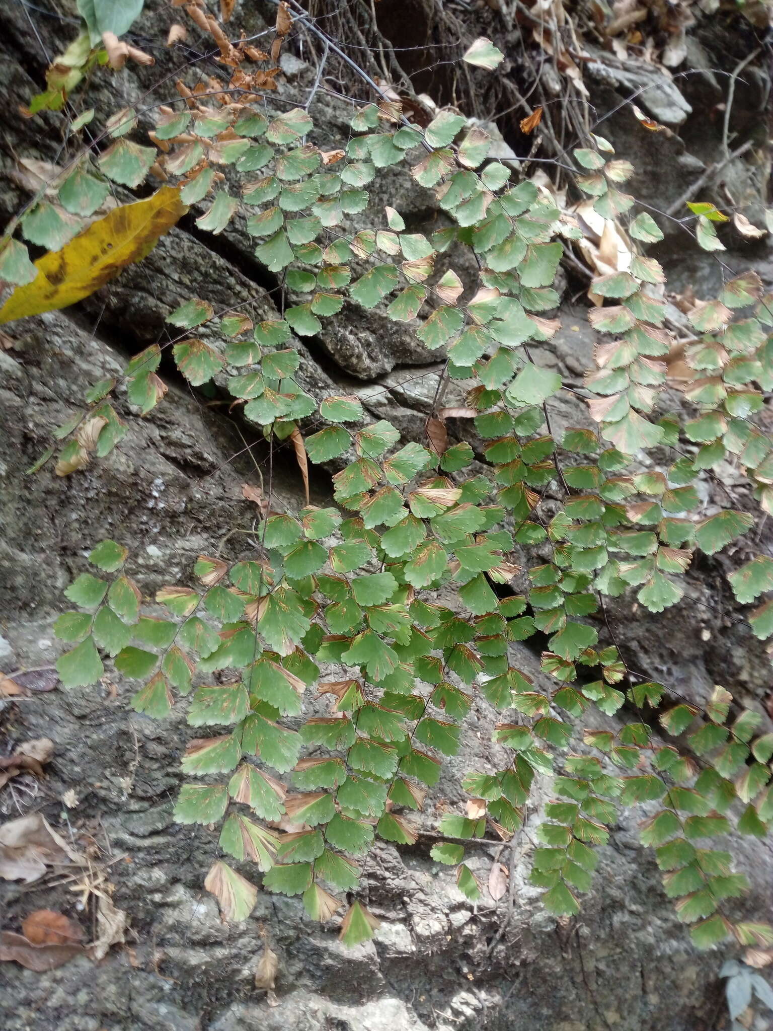 Adiantum amplum C. Presl的圖片