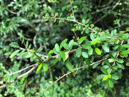 Imagem de Acalypha capillipes Müll. Arg.