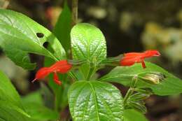 Image of Belize sage