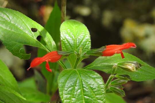 Image de Salvia pansamalensis Donn. Sm.