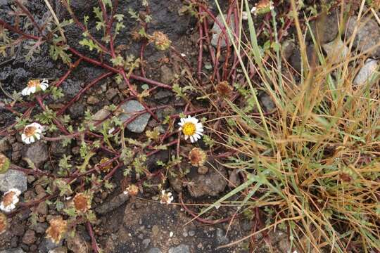 Image of Afroaster erucifolius (Thell.) J. C. Manning & Goldblatt