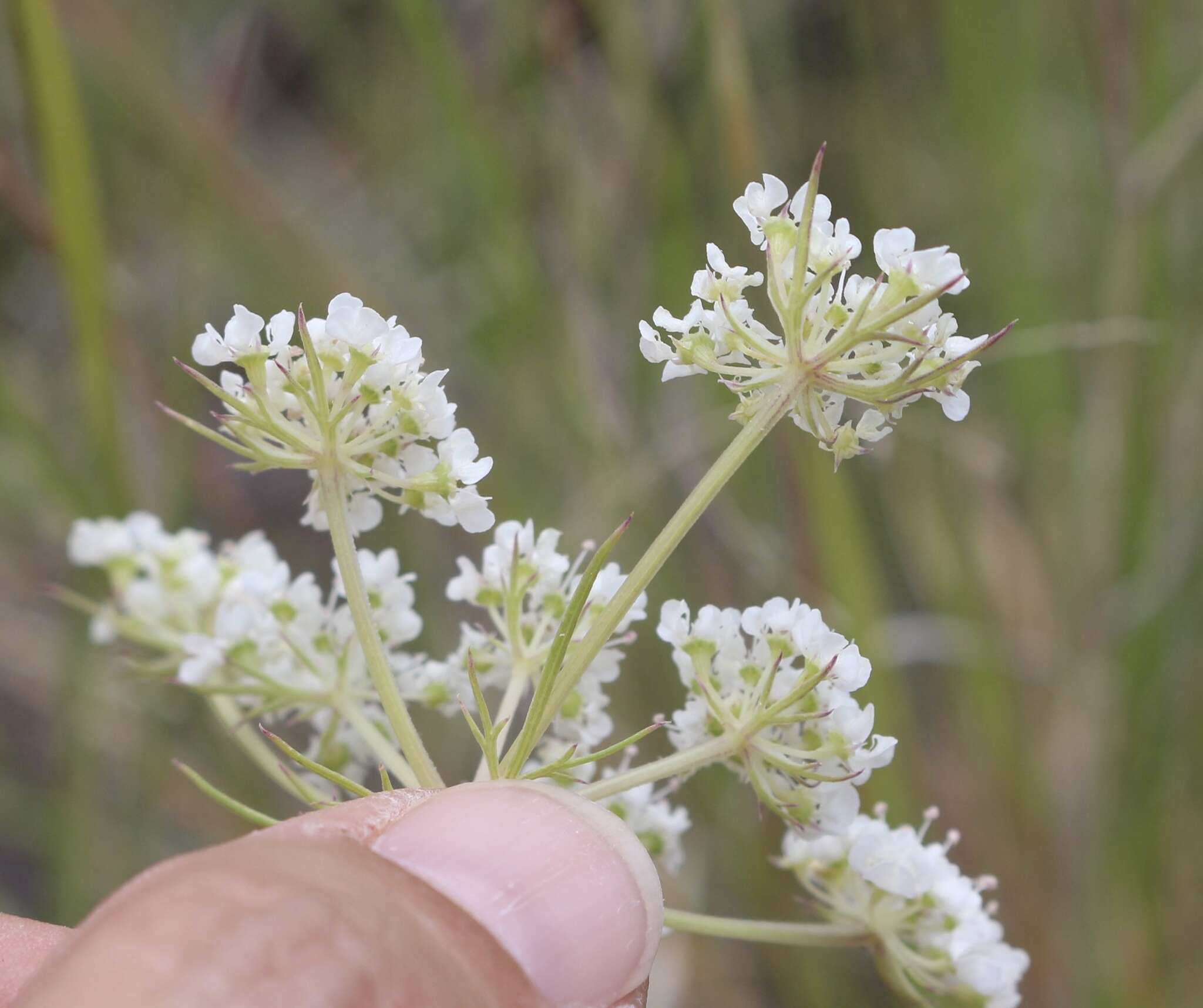 Plancia ëd Eurytaenia hinckleyi Mathias & Constance