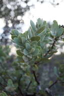 Слика од Arctostaphylos auriculata Eastw.