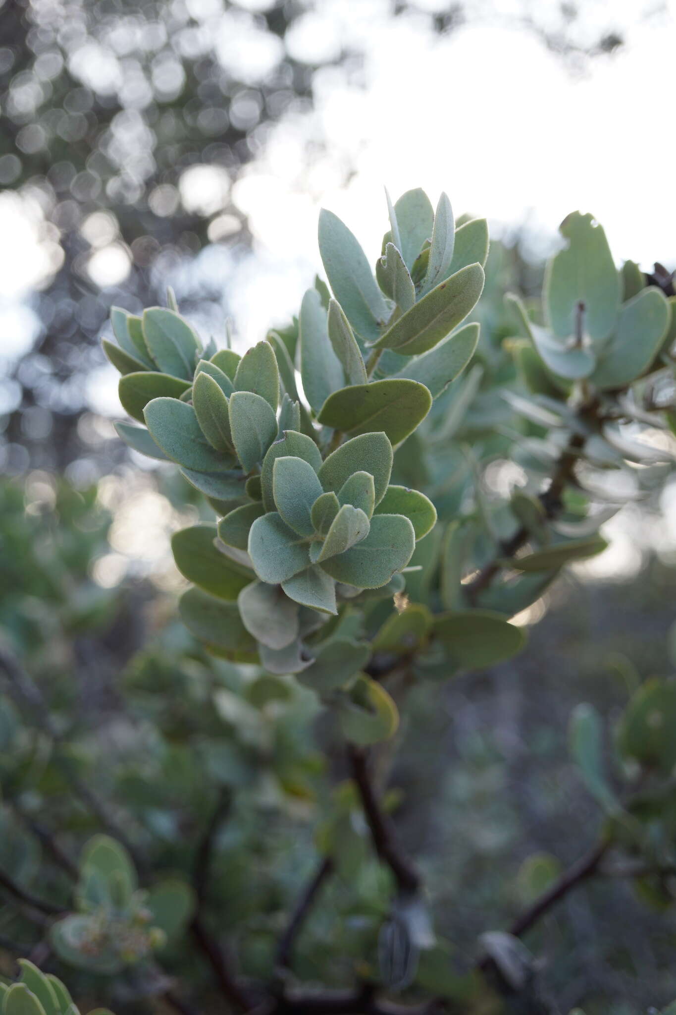 Слика од Arctostaphylos auriculata Eastw.