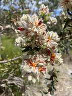 Image of Jacksonia floribunda Endl.