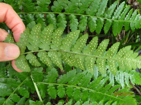 Image of Dryopteris inaequalis (Schltdl.) O. Kuntze