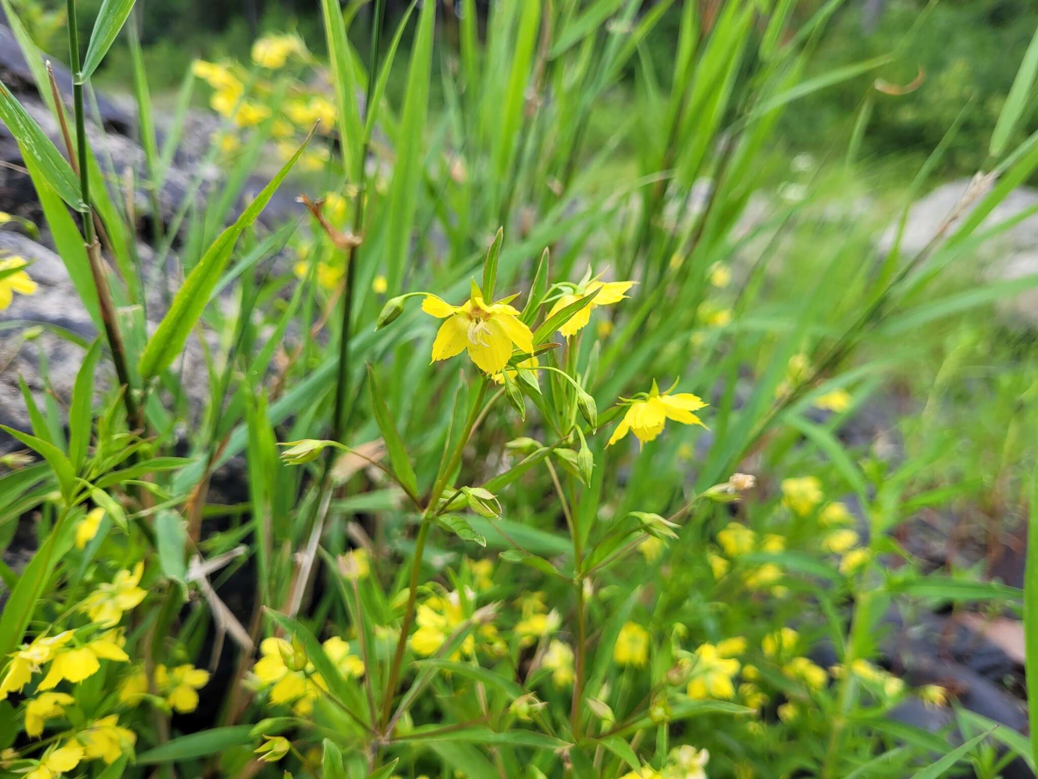 Image of Lowland Yellow-Loosestrife